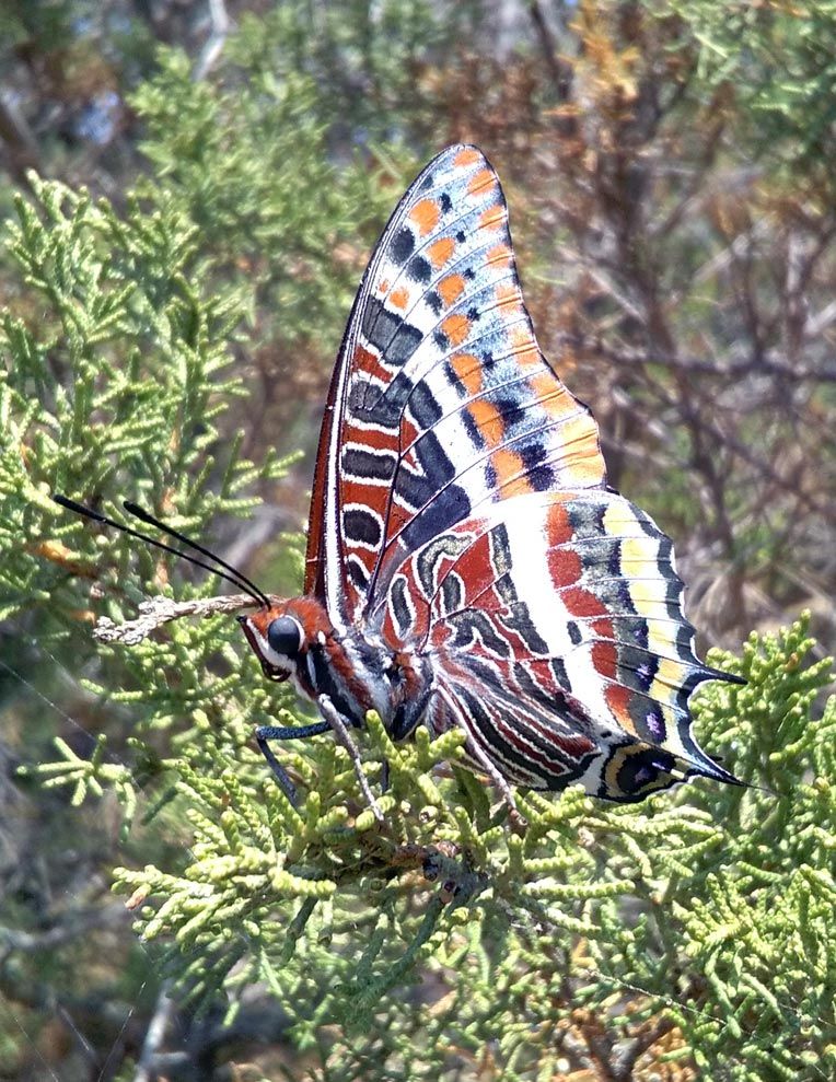 Monarca - Spargi Sardinia Italy
